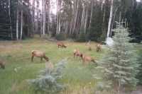 Female Elk herd